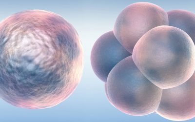 Weight Loss for Ovary Dominant Body Composition