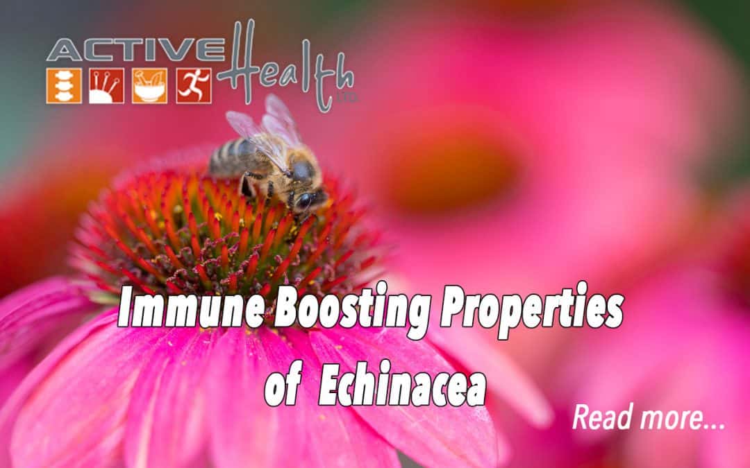 Echinacea to Boost Immunity