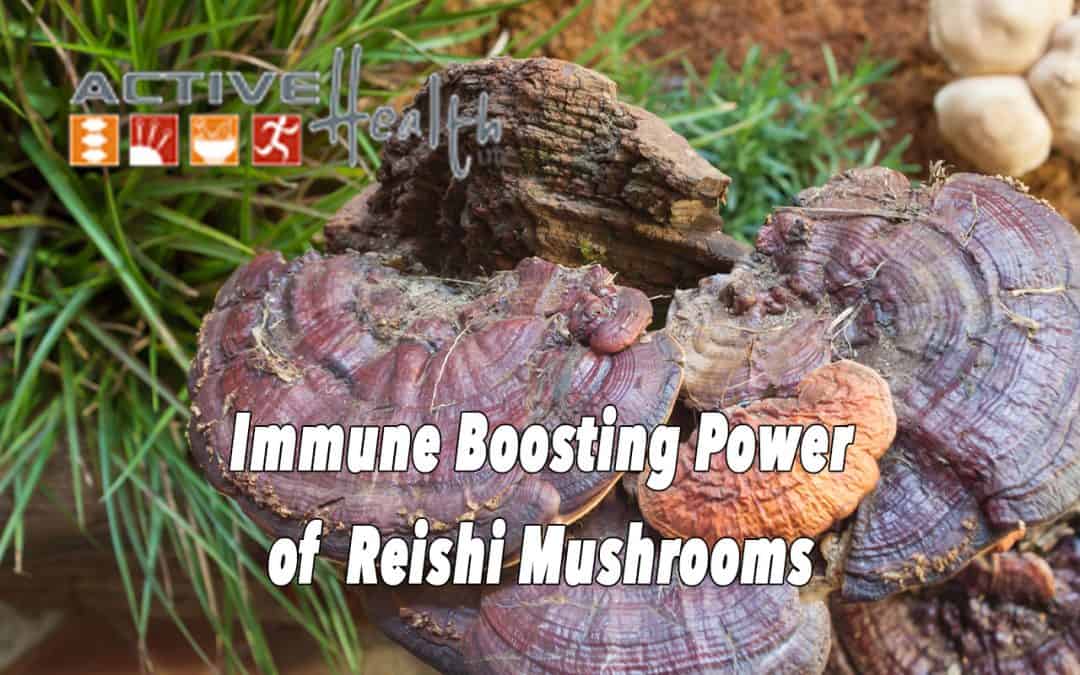 Reishi Mushrooms to Boost Immunity
